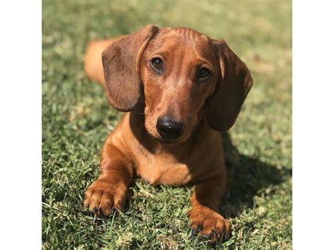 We are located off 95 exit 201 in Florida. We are a Small Breeder of mini & standard Dachshund Puppies located in Florida.All of our doxies are strictly HANDS ON & HOME RAISED,no cages/crates.We breed QUALITY dachshunds not quantity.Our dachshund puppies come in a variety of Coats,Colors/Patterns.